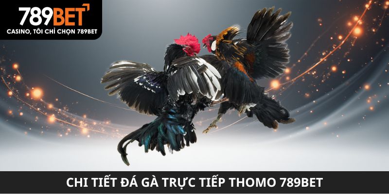 Chi tiết đá gà trực tiếp Thomo